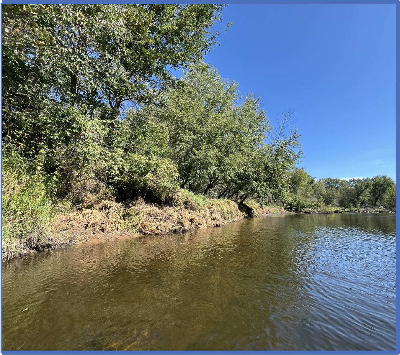 Installed cedar tree revetment at Rum Central Regional Park.
